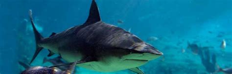 Bull Shark - Animal Facts and Information