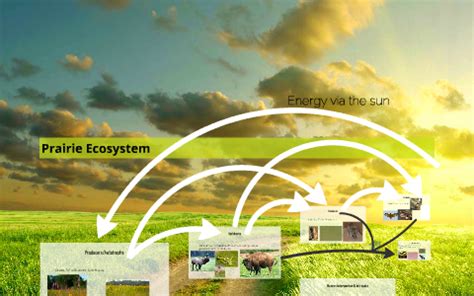 Prairie Ecosystem by Matt Urton on Prezi