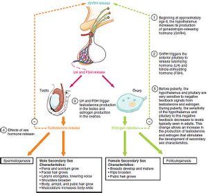 Physiological Changes in Girls During Puberty - Physiopedia