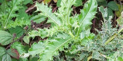 Creeping Thistle - seasonal development, description, general distribution and flowering time