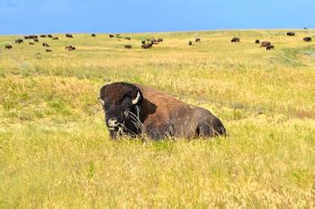 Prairie Ecosystem Lesson for Kids: Definition & Facts | Study.com