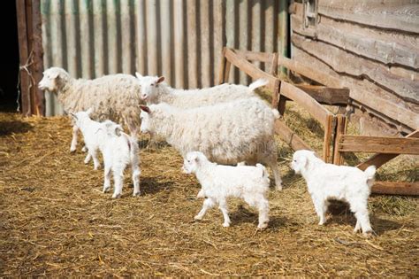 Animals on a rural farm stock image. Image of goat, young - 91158693