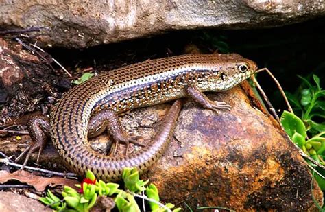 Garden Skink Care | Fasci Garden