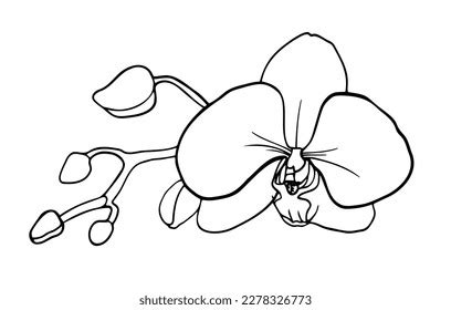 Outline Vector Clipart Orchid Flower Stock Vector (Royalty Free) 2278326773 | Shutterstock