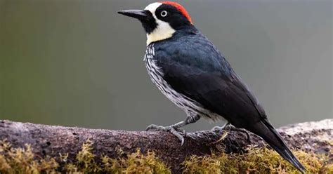 Acorn Woodpecker Behavior - AnimalBehaviorCorner