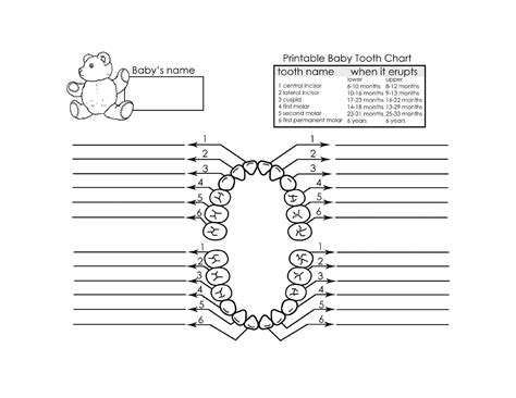 Blank Baby Teething Chart | Templates at allbusinesstemplates.com