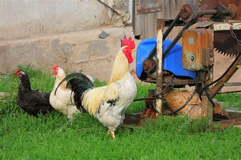 Rural landscape with farm animals. — Stock Photo © fotorobs #3881488