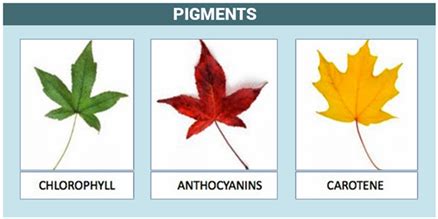 Biological Pigments in Plants - Types of Plant Pigments | Uses of Pigments