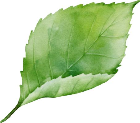 Leaf Watercolor PNGs for Free Download