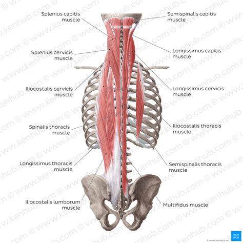 Deep Back Muscles: Anatomy, Innervation And Functions, 56% OFF