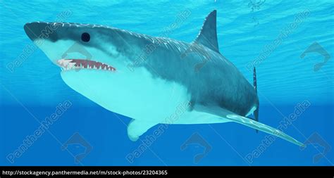 Great White Shark Close-up - Stock Photo - #23204365 | PantherMedia Stock Agency