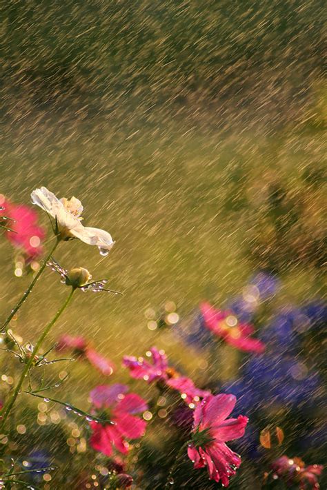 Summer Rain Photograph by Darren Fisher