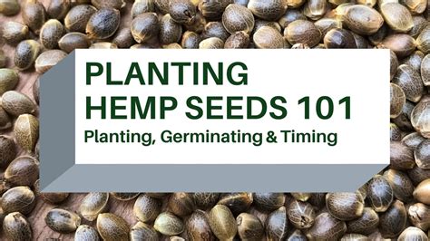 Planting Hemp Seeds 101: Germinating, Planting, & Timing – Hunger Mountain Hemp