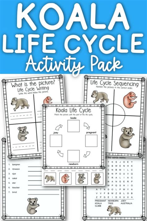 Life Cycle of a Koala - Easy Activities for Kids - Organized Home School