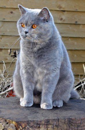 British Blue Cat Breeders Uk - rtkrockytopkid