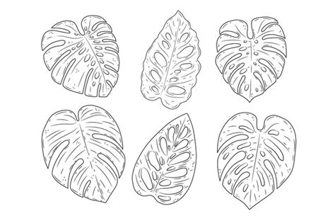 Free Vector | Hand drawn monstera leaf outline illustration