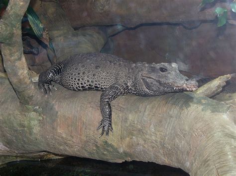 The Online Zoo - African Dwarf Crocodile