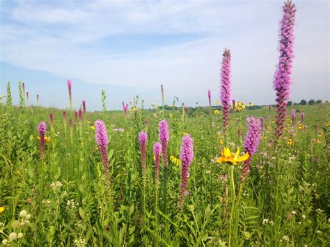 The Tallgrass Prairie: An American Original Landscape | Missouri Department of Conservation