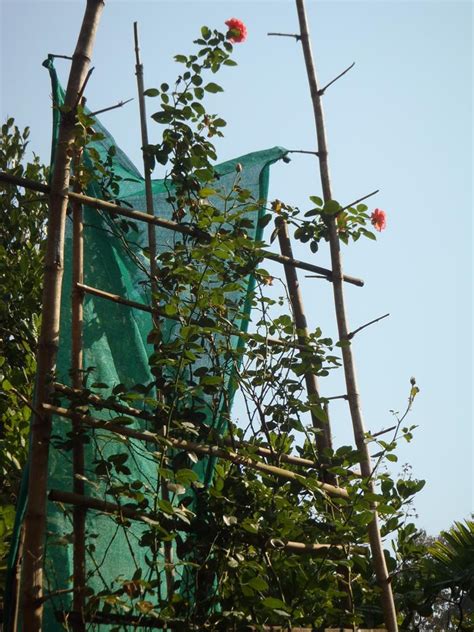 TALLEST ROSE BUSH - India Book of Records