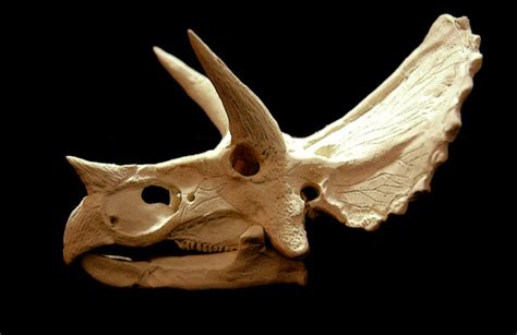 triceratops skull by hannay1982 on DeviantArt