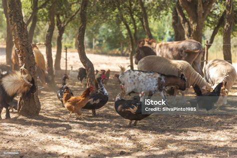 Rural Farm With Various Types Of Animals Stock Photo - Download Image Now - Livestock, Variation ...