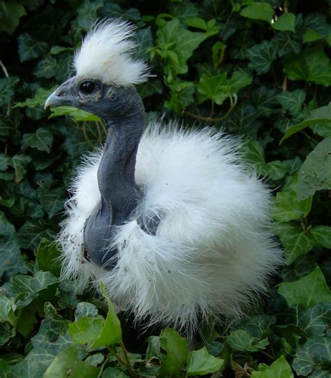 Information About the Furry Silkie Chicken - PetHelpful