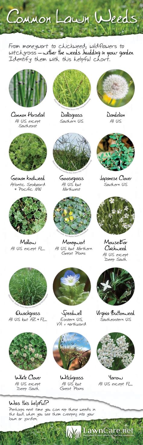 Common Lawn Weeds in America Infographic | GreenPal