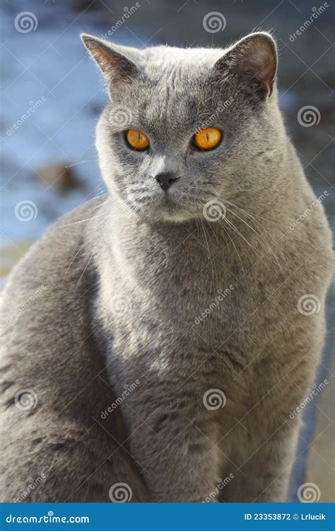 Blue british cat stock photo. Image of short, hair, cute - 23353872