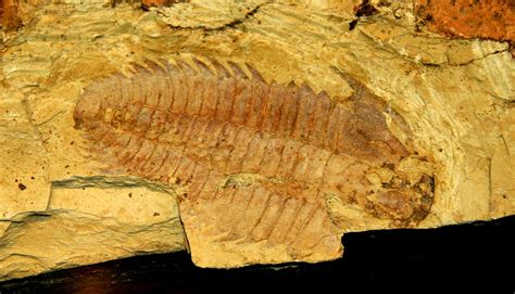 Trilobite fossil from the Maotianshan Shale (Courtesy Lad Allen and ...