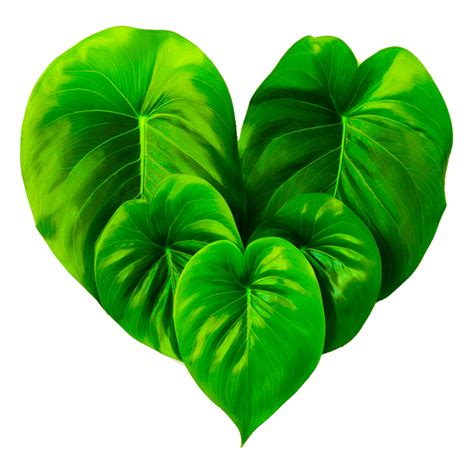 Philodendron PNG generative ai 24680934 PNG