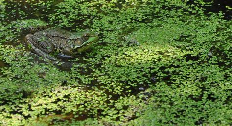 Controlling weeds in your farm pond - Morning Ag Clips