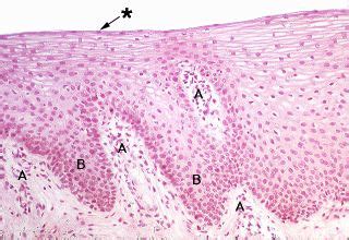 Mucous Membrane Histology