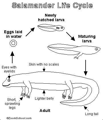 Lifecycle - The Common Five Lined Skink