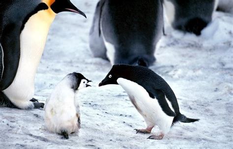 Adélie Penguin – "OCEAN TREASURES" Memorial Library