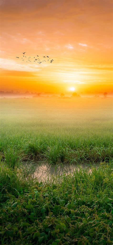 Sunrise Wallpaper 4K, Paddy fields, Landscape