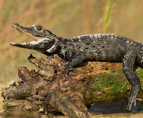 African dwarf crocodile | San Diego Zoo Kids