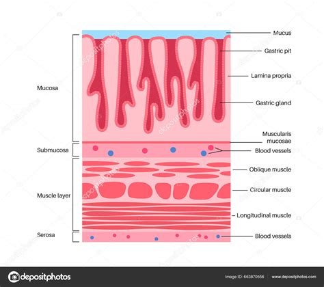 Mucous Membrane Structure And Function - Infoupdate.org