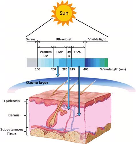 Spectrum of ultraviolet (UV) light and wavelength-dependent penetration... | Download Scientific ...