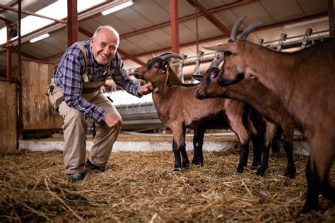 Premium Photo | Farm worker observing domestic animals and playing with goats at farmhouse.