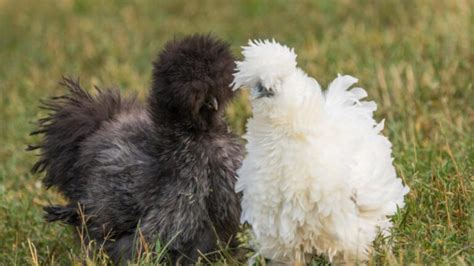 Silkie Rooster | Identification and Characteristics - EXOtella