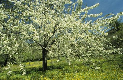 Poisonous Wild Cherry Trees in North America | Hunker