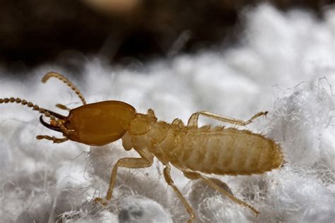 How to Spot Termites: Termite Identification Pictures