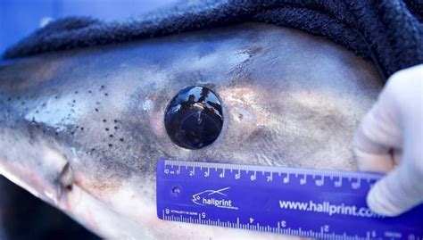 Great White Shark Eyes | Sharks Info - sharksinfo.com