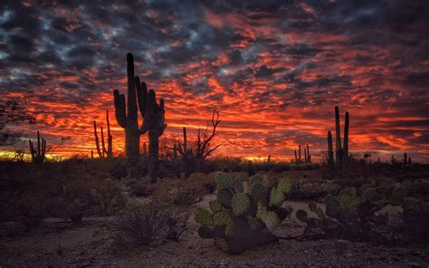 Tucson Arizona Sunset Flaming Sky Desert Landscape With Cactus Desktop Hd Wallpapers For Mobile ...