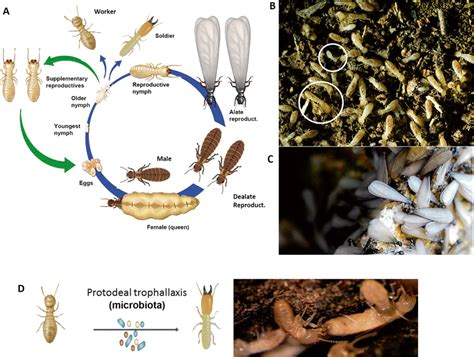 Queen Termite Life Cycle