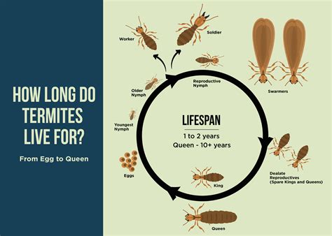 Termite Queen Life Cycle - Termites Info