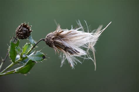 The cost of creeping thistle on organic farms - AgEconMT