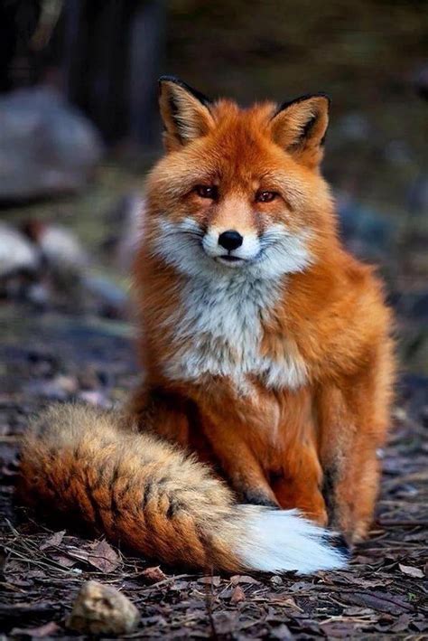 It's so fluffy! : r/foxes