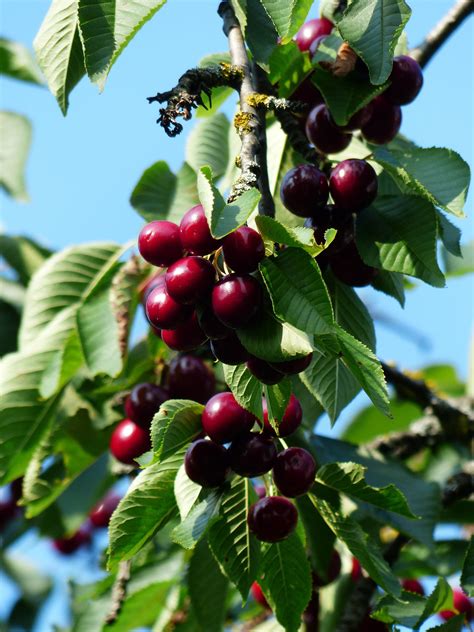 Wild Cherry Tree (Prunus avium) - The Curious Bee Garden Nursery