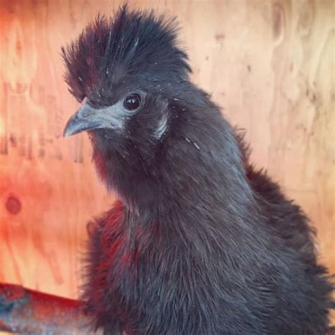 Silkie Chickens: Eggs, Height, Size and Raising Tips